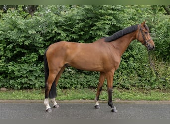 Holsteiner, Wallach, 8 Jahre, 174 cm, Brauner