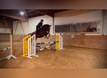 Holsteiner, Wallach, 8 Jahre, 174 cm, Dunkelbrauner