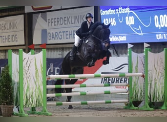 Holsteiner, Wallach, 8 Jahre, 175 cm, Schwarzbrauner