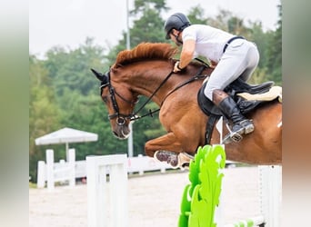 Holsteiner, Wallach, 8 Jahre, 178 cm, Fuchs