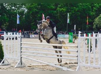 Holsteiner, Wallach, 8 Jahre, 178 cm, Schimmel