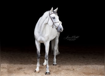 Holsteiner, Wallach, 8 Jahre, 178 cm, Schimmel