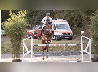 Holsteiner, Wallach, 8 Jahre, 179 cm, Brauner