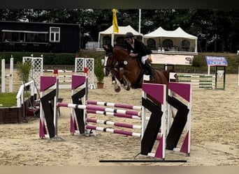 Holsteiner, Wallach, 8 Jahre, 179 cm, Fuchs