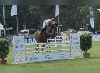Holsteiner, Wallach, 8 Jahre, 179 cm, Fuchs