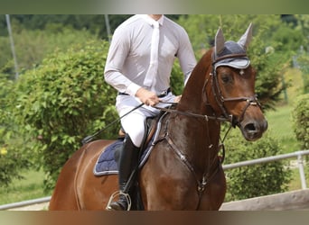 Holsteiner, Wallach, 8 Jahre, 181 cm, Brauner