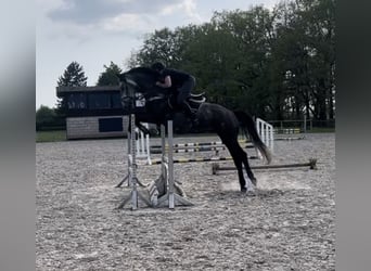 Holsteiner, Wallach, 8 Jahre, 182 cm, Apfelschimmel