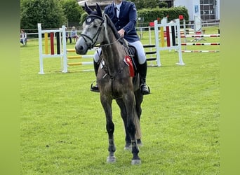 Holsteiner, Wallach, 8 Jahre, 182 cm, Apfelschimmel