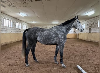 Holsteiner, Wallach, 8 Jahre, 182 cm, Apfelschimmel