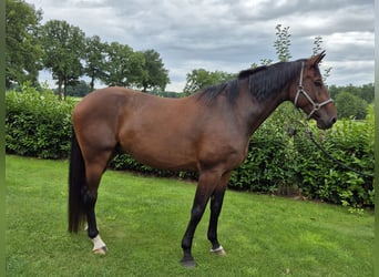 Holsteiner, Wallach, 8 Jahre, 183 cm, Brauner