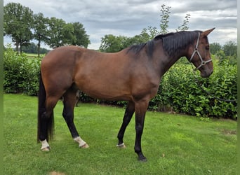 Holsteiner, Wallach, 8 Jahre, 183 cm, Brauner