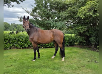 Holsteiner, Wallach, 8 Jahre, 183 cm, Brauner