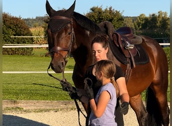 Holsteiner, Wallach, 8 Jahre, Brauner