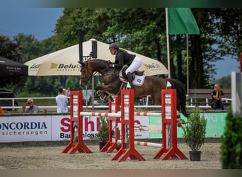 Holsteiner, Wallach, 9 Jahre, 165 cm, Dunkelbrauner