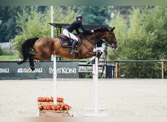 Holsteiner, Wallach, 9 Jahre, 168 cm, Dunkelbrauner