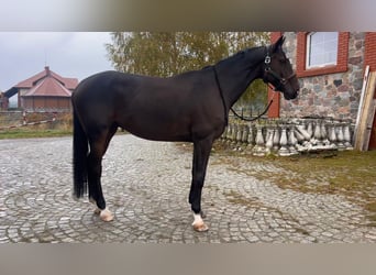 Holsteiner, Wallach, 9 Jahre, 168 cm, Rotbrauner