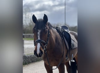 Holsteiner, Wallach, 9 Jahre, 169 cm, Brauner