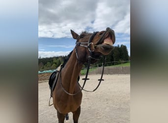 Holsteiner, Wallach, 9 Jahre, 170 cm, Brauner