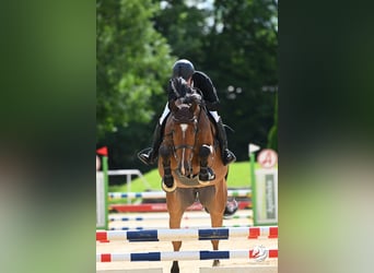 Holsteiner, Wallach, 9 Jahre, 170 cm, Brauner