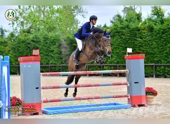 Holsteiner, Wallach, 9 Jahre, 170 cm, Dunkelbrauner