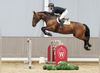 Holsteiner, Wallach, 9 Jahre, 170 cm, Dunkelbrauner