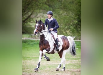 Holsteiner, Wallach, 9 Jahre, 170 cm, Tobiano-alle-Farben