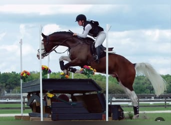 Holsteiner, Wallach, 9 Jahre, 170 cm, Tobiano-alle-Farben