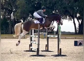 Holsteiner, Wallach, 9 Jahre, 170 cm, Tobiano-alle-Farben