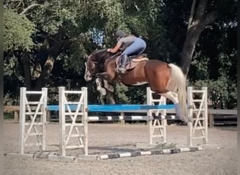 Holsteiner, Wallach, 9 Jahre, 170 cm, Tobiano-alle-Farben