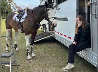 Holsteiner, Wallach, 9 Jahre, 170 cm, Tobiano-alle-Farben