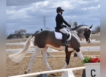 Holsteiner, Wallach, 9 Jahre, 170 cm, Tobiano-alle-Farben
