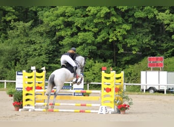 Holsteiner, Wallach, 9 Jahre, 172 cm, Apfelschimmel