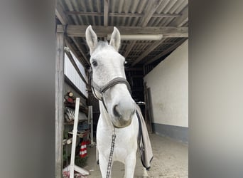 Holsteiner, Wallach, 9 Jahre, 172 cm, Apfelschimmel