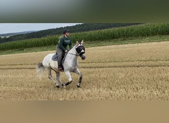 Holsteiner, Wallach, 9 Jahre, 172 cm, Apfelschimmel