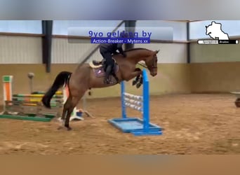 Holsteiner, Wallach, 9 Jahre, 172 cm, Brauner