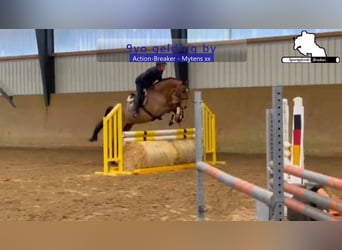 Holsteiner, Wallach, 9 Jahre, 172 cm, Brauner