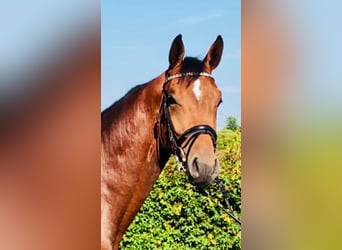 Holsteiner, Wallach, 9 Jahre, 172 cm, Brauner