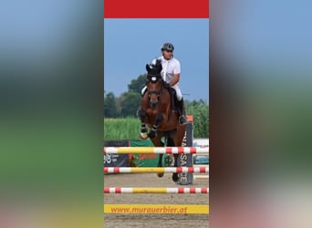 Holsteiner, Wallach, 9 Jahre, 172 cm, Brauner