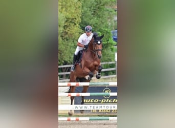 Holsteiner, Wallach, 9 Jahre, 172 cm, Brauner