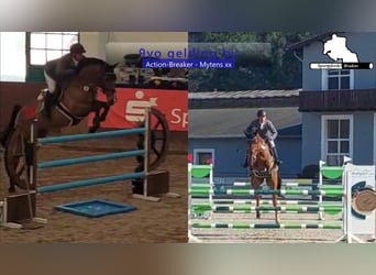 Holsteiner, Wallach, 9 Jahre, 172 cm, Brauner