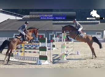 Holsteiner, Wallach, 9 Jahre, 172 cm, Brauner