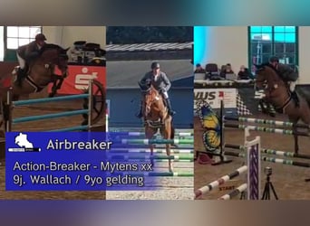 Holsteiner, Wallach, 9 Jahre, 172 cm, Brauner