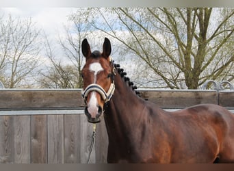 Holsteiner, Wallach, 9 Jahre, 172 cm, Brauner