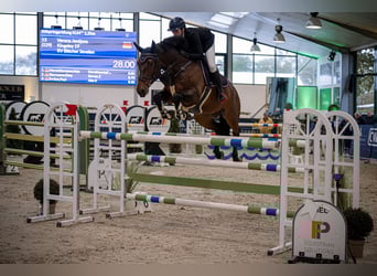 Holsteiner, Wallach, 9 Jahre, 172 cm, Dunkelbrauner