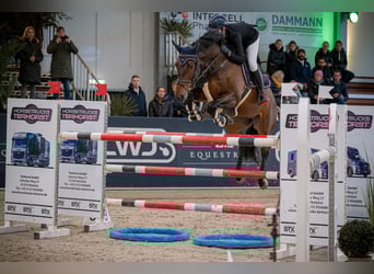 Holsteiner, Wallach, 9 Jahre, 172 cm, Dunkelbrauner