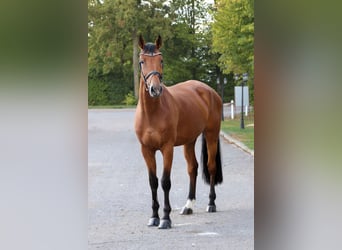 Holsteiner, Wallach, 9 Jahre, 173 cm, Brauner