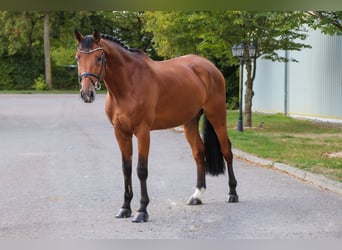 Holsteiner, Wallach, 9 Jahre, 173 cm, Brauner