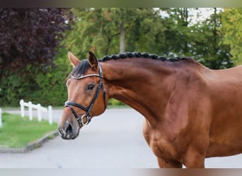 Holsteiner, Wallach, 9 Jahre, 173 cm, Brauner