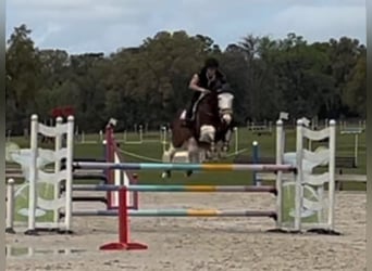Holsteiner, Wallach, 9 Jahre, 173 cm, Tobiano-alle-Farben