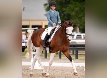 Holsteiner, Wallach, 9 Jahre, 173 cm, Tobiano-alle-Farben